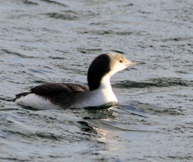 Black throated diver